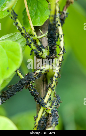 Aphis fabae Scopoli, fagioli neri afidi e formiche di allevamento su un runner di piante di fagiolo in un orto Foto Stock