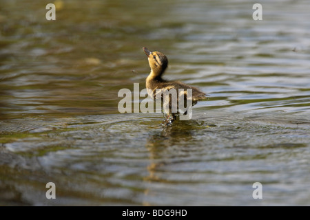 Pulcino di Germano Reale Anas platyrhynchos chick saltando fuori dell'acqua per la cattura di un mayfly con un riflesso in acqua Foto Stock