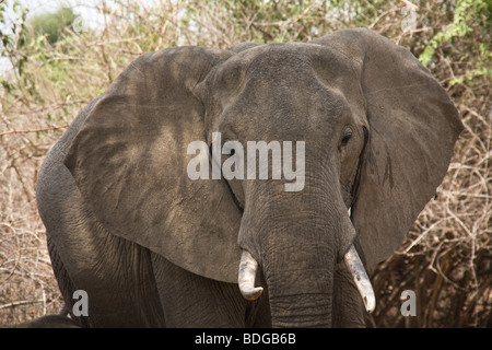 Zambia, Tafika Camp sulle rive del fiume Luangwa, South Luangwa National Park John & Carol Coppinger. Elefante Foto Stock