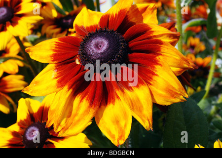 Rudbeckia specie note come famiglia Coneflowers Asteraceae fiore in piena fioritura Foto Stock