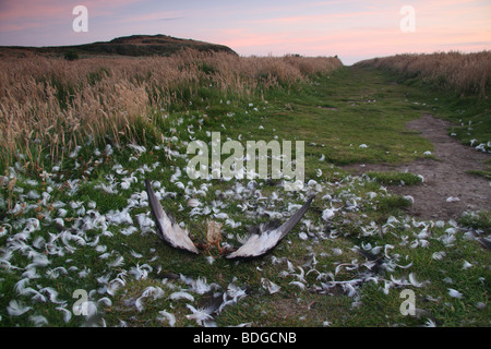 I resti di un parzialmente mangiato manx shearwater sull isola Skomer. Foto Stock