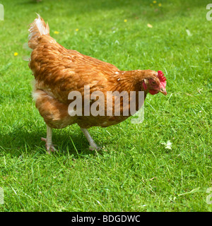 Free Range gallina di organico. Foto Stock