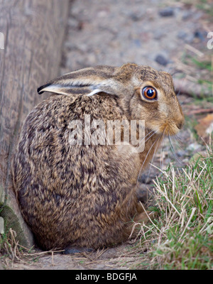 Unione lepre (Lepus europaeus) Foto Stock