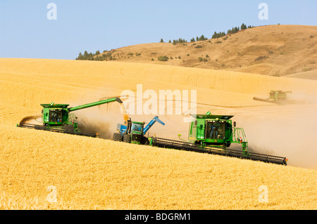 Due mietitrebbia harvest Soft di grano bianco di rotolamento sul terreno collinare mentre una mietitrebbia scarica in un carro di grano "on-the-go" / USA Foto Stock