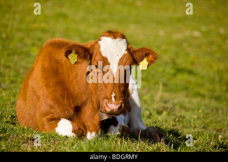 Mucca a riposo sul terreno a pascolo alpino, Appenzell, Svizzera Foto Stock