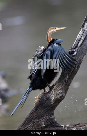 African Darter asciugando fuori sul tronco di albero, Parco di Kruger. Foto Stock