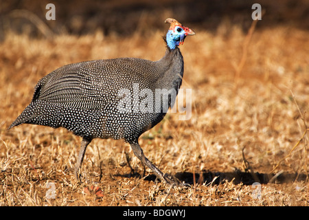 Helmeted africani le faraone, Kruger National Park, Sud Africa. Foto Stock