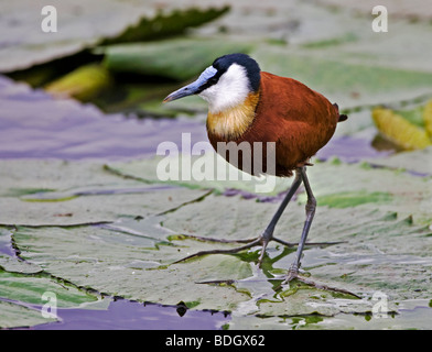 African Jacana camminando sul lilypads. Foto Stock