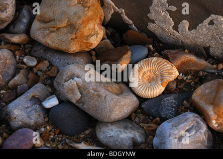 A caccia di fossili sulla spiaggia - Charmouth Dorset Regno Unito Foto Stock