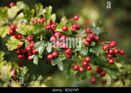 Biancospino o può Tree bacche, Crataegus monogyna, Rosacee Foto Stock