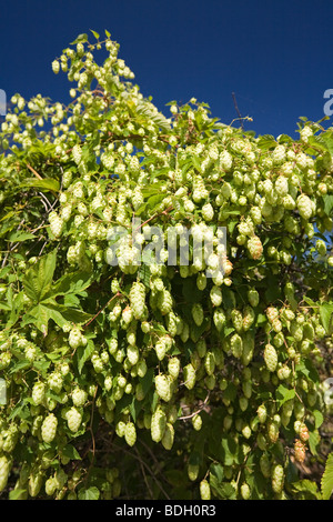 Una pianta femmina della selvaggia luppolo (Humulus lupulus). Allier - Francia. Impianto femelle de houblon sauvage (Allier - Francia). Foto Stock