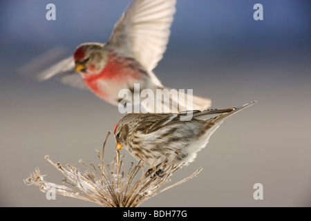 Redpoll comune, Seward, Alaska. (Carduelis flammea) Foto Stock