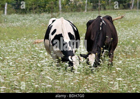 Holstein bestiame bovino di caseificio pascolare nel campo della Regina Bianca Ann's pizzi fiori selvatici. Ohio USA Foto Stock