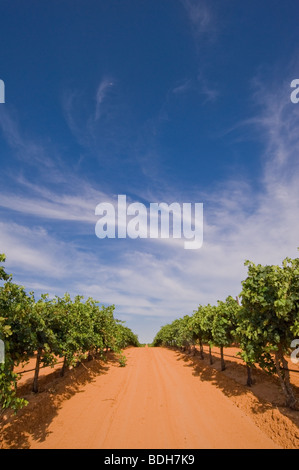 Newsom vigneti nella contea di Yoakum, appena al di fuori della pianura, Texas, Stati Uniti d'America appena prima del raccolto. Foto Stock