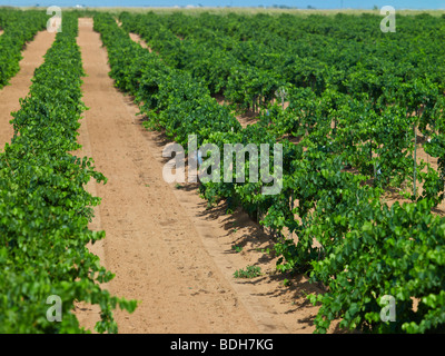 Newsom vigneti nella contea di Yoakum, appena al di fuori della pianura, Texas, Stati Uniti d'America appena prima del raccolto. Foto Stock