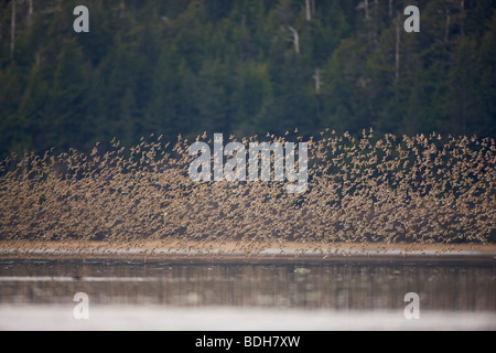 Migrazione Shorebird, principalmente Western piro-piro, rame del delta del fiume, vicino a Cordova, Alaska. Foto Stock