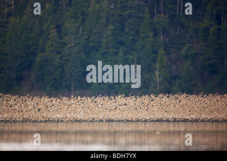 Migrazione Shorebird, principalmente Western piro-piro, rame del delta del fiume, vicino a Cordova, Alaska. Foto Stock