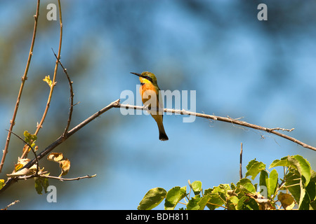 Colorato di giallo luminoso e verde Madagascar Bee-Eater appollaiato sul ramo di Okavango Delta del Botswana Foto Stock