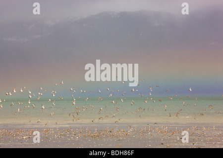 Migrazione Shorebird, principalmente western piro-piro, rame del delta del fiume, vicino a Cordova, Alaska Foto Stock