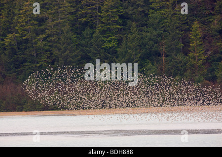 Migrazione Shorebird, principalmente western piro-piro, rame del delta del fiume, vicino a Cordova, Alaska. Foto Stock
