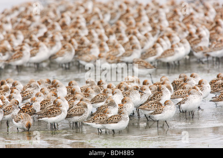 Migrazione Shorebird, principalmente western piro-piro, rame del delta del fiume, vicino a Cordova, Alaska. Foto Stock