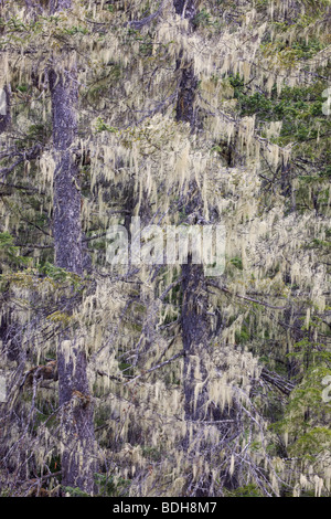 Foresta lungo il fiume di rame Delta, vicino a Cordova, Alaska. Foto Stock