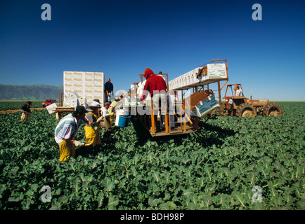 Agricoltura - Broccoli mietuto / Salinas Valley, California, USA. Foto Stock