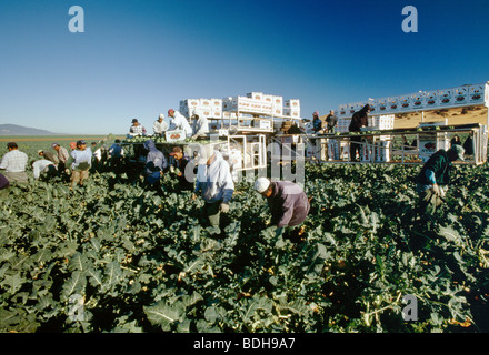 Agricoltura - un equipaggio di campo e le attrezzature di raccolta / broccoli Salinas Valley, California, USA. Foto Stock