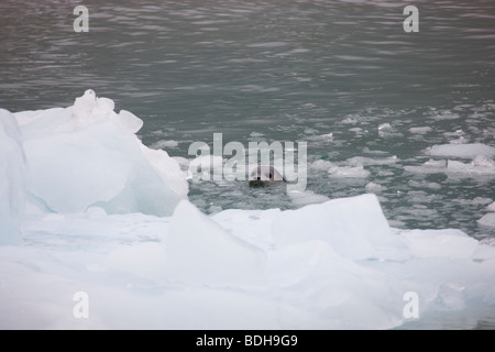 Guarnizione di tenuta del porto, Northwestern Fjord, il Parco nazionale di Kenai Fjords, Alaska. Foto Stock