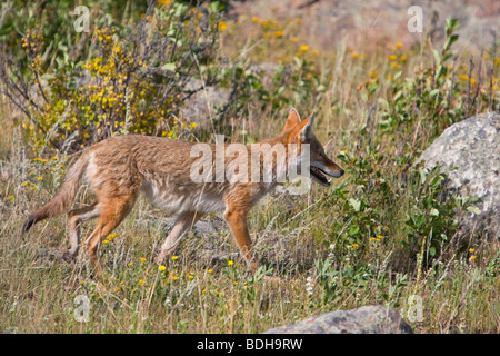 American Coyote (Canis latrans) caccia in un prato erboso. Foto Stock