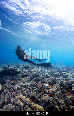 Scuba Diver appeso tra la superficie e la barriera corallina Foto Stock