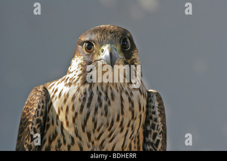 Uccelli rapaci falco falcoaria falconeria natureza wildlife Foto Stock