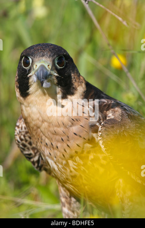 Uccelli rapaci falco falcoaria falconeria natureza wildlife Foto Stock