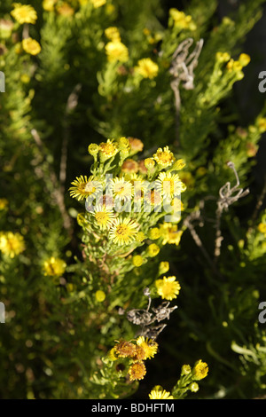 Litorale fiori,giallo fiorisce Foto Stock