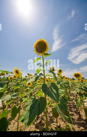 Campo di girasole sotto un caldo sole nella regione del Gard, Provenza, Francia 14 luglio 2009 Foto Stock