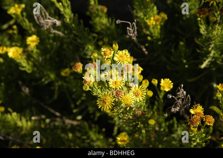 Litorale fiori,giallo fiorisce Foto Stock