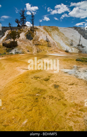 Terrazze di travertino in terrazze inferiore area a Mammoth Hot Springs nel Parco Nazionale di Yellowstone Wyoming USA Foto Stock