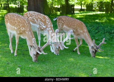 Tre esemplari di daini bucks il pascolo Foto Stock