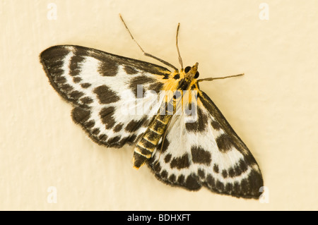 Piccola Gazza Moth Eurrhypara hortulata Foto Stock