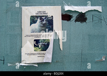 Fatte a mano poster per un gatto smarrito su una imbiancato vetrina a Richmond upon Thames Surrey, Inghilterra Foto Stock