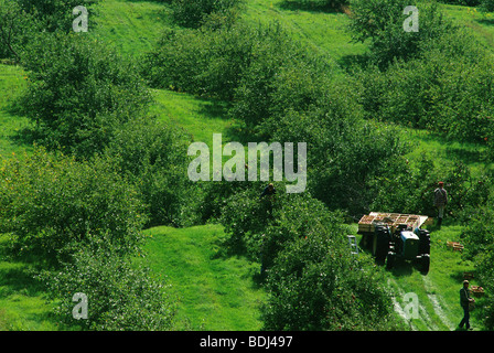 Agricoltura - Apple la raccolta in una gabbia di Meleto / Chippewa Falls, Wisconsin, Stati Uniti d'America. Foto Stock