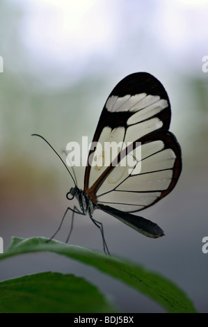 Glasswing butterfly Foto Stock