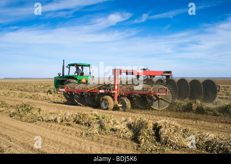 Un trattore con un'andanatrice converte le righe di tagliare i fagioli secchi per facilitare anche l'asciugatura prima di raccolto / Arbuckle, California, Stati Uniti d'America. Foto Stock