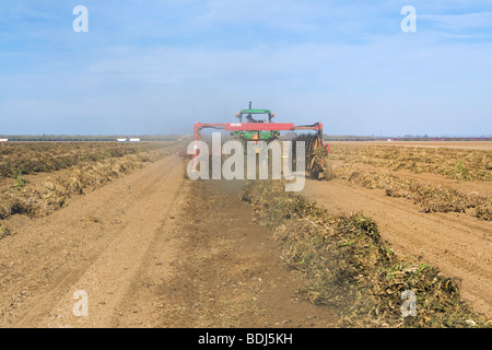 Un trattore con un'andanatrice converte le righe di tagliare i fagioli secchi per facilitare anche l'asciugatura prima di raccolto / Arbuckle, California, Stati Uniti d'America. Foto Stock