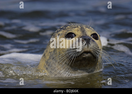 Seehund (Phoca vitulina) guarnizione comune Foto Stock