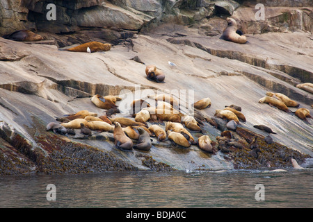 Steller (Nord) Sea Lion rookery, il Parco nazionale di Kenai Fjords, Alaska. Foto Stock