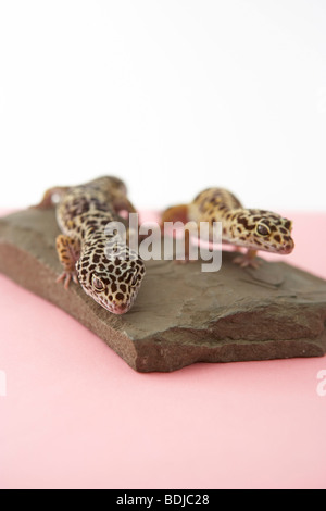 Gechi leopardo Foto Stock