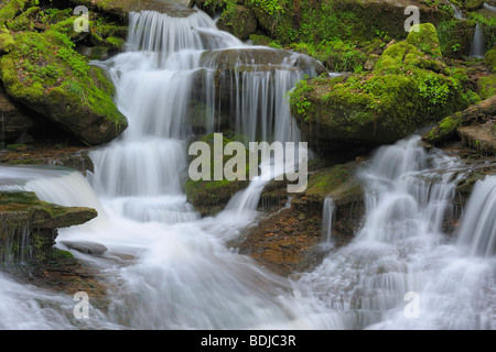 Flusso in foresta, Spessart, Baviera, Germania Foto Stock