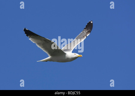 Seagull in volo Foto Stock