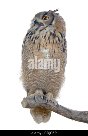 Il Bengala gufo reale (Bubo bengalensis) Foto Stock